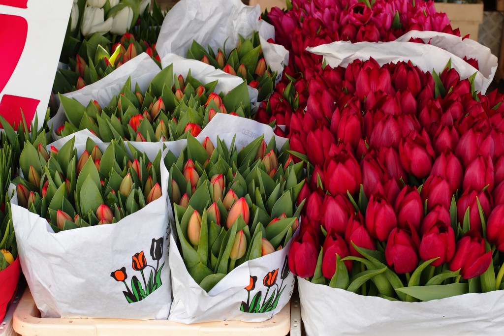 tulips red and orange by blueberry1222