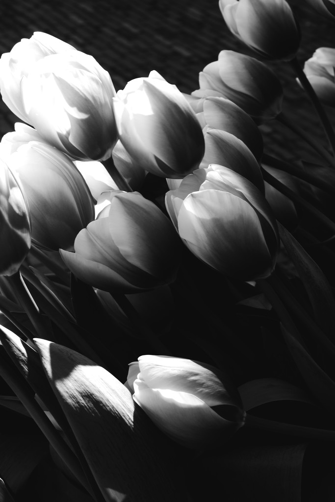 tulips bw by blueberry1222