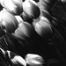 tulips bw by blueberry1222