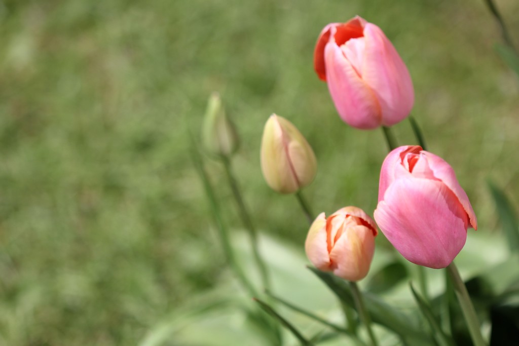 Tulips in the Garden by jamibann