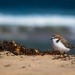 Red-capped plover by pusspup