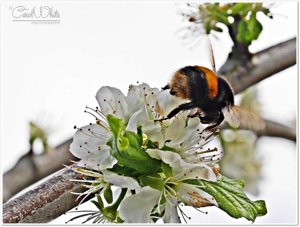 Bumble Bee And Blossom by carolmw