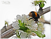 27th Apr 2016 - Bumble Bee And Blossom