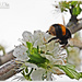 Bumble Bee And Blossom by carolmw