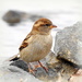 Little Sparrow by nickspicsnz
