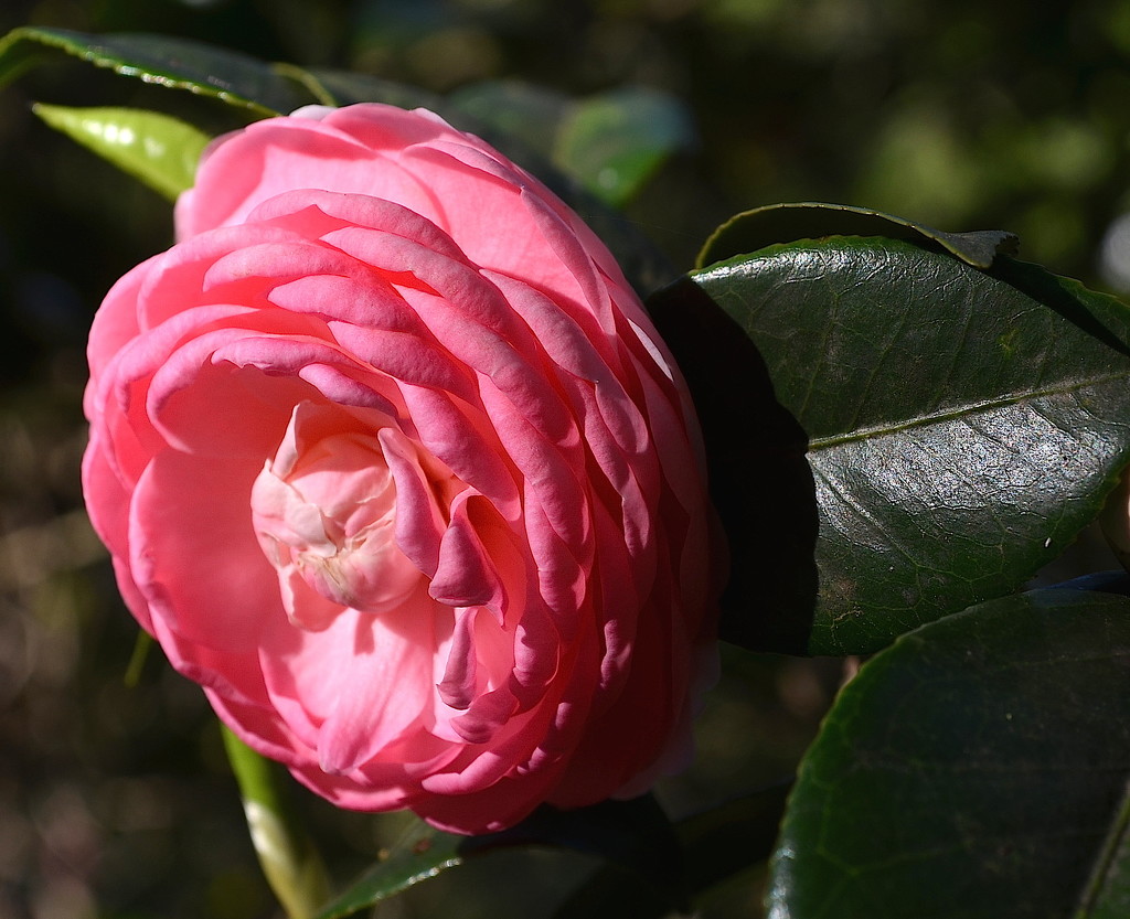 The last of the camellias for the season.  I will miss them. by congaree