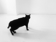 26th Apr 2016 - 26/04/16 Black cat, white room...