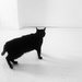 26/04/16 Black cat, white room... by m2016