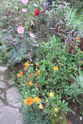 13th Oct 2015 - Blooming marigolds