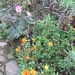 Blooming marigolds by lellie