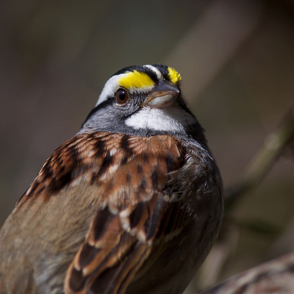 White-Throated Sparrow by berelaxed