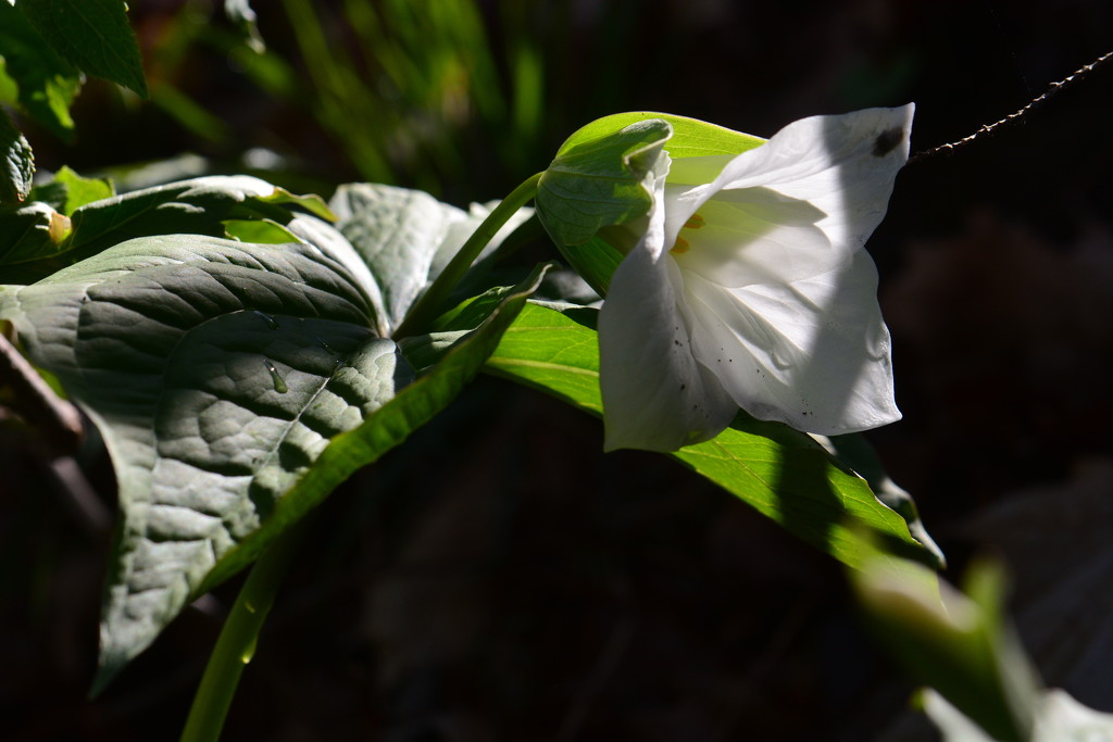 Morning Light on a Trillium by jayberg