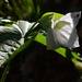 Morning Light on a Trillium by jayberg