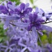 Petrea flower by loey5150