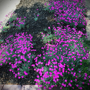 26th Apr 2016 - Mini Magenta Flowers