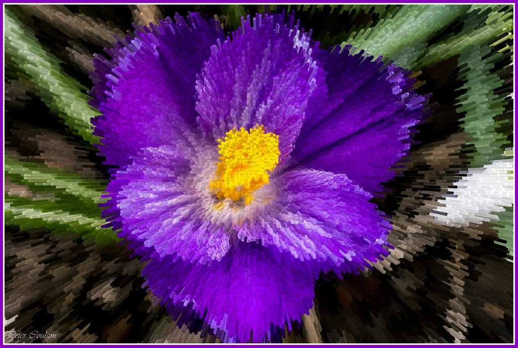 Stylized Crocus by pcoulson