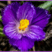Stylized Crocus by pcoulson