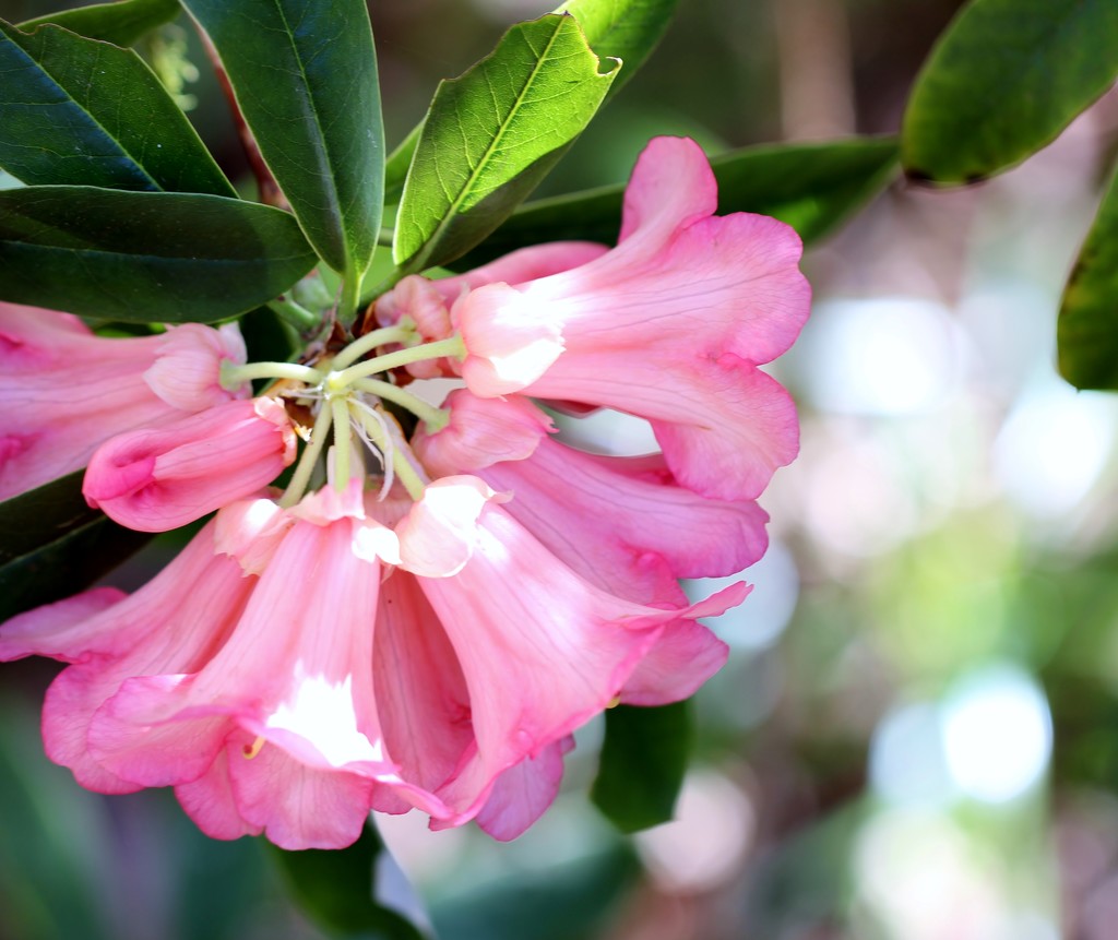 Rhododendron by motherjane