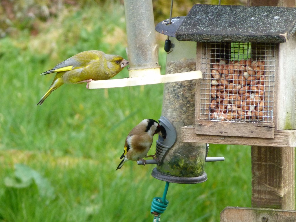 Greenfinch and Goldfinch by shirleybankfarm