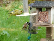 27th Apr 2016 - Greenfinch and Goldfinch