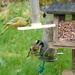 Greenfinch and Goldfinch by shirleybankfarm