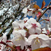 Cherry blossom... by snowy