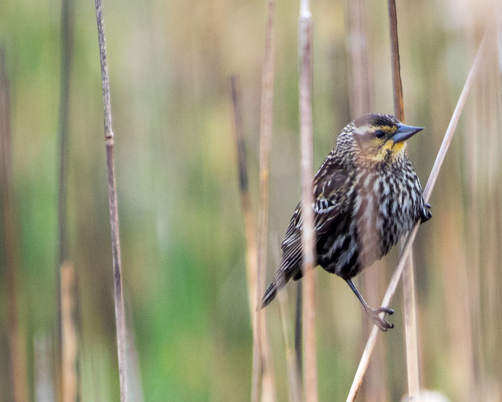 Female Red-winged Blackbird by rminer