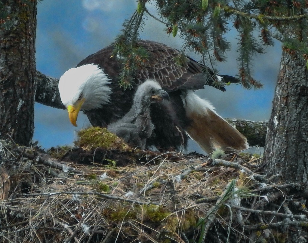 Mom and Eaglet In Nest  by jgpittenger