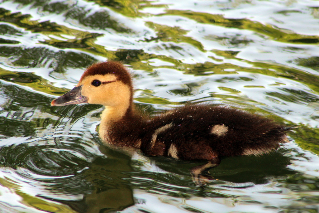 Duckling by gaylewood