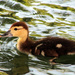 Duckling by gaylewood