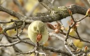 27th Apr 2016 - goldfinch in maple