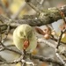 goldfinch in maple by amyk