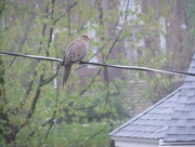 27th Apr 2016 - Mourning Dove