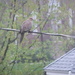 Mourning Dove by gratitudeyear