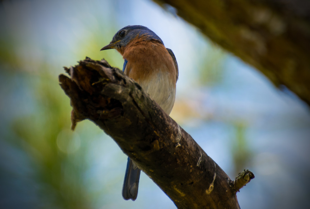 Bluebird on a Limb! by rickster549