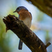 Bluebird on a Limb! by rickster549