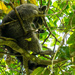 Florida Koala! by rickster549
