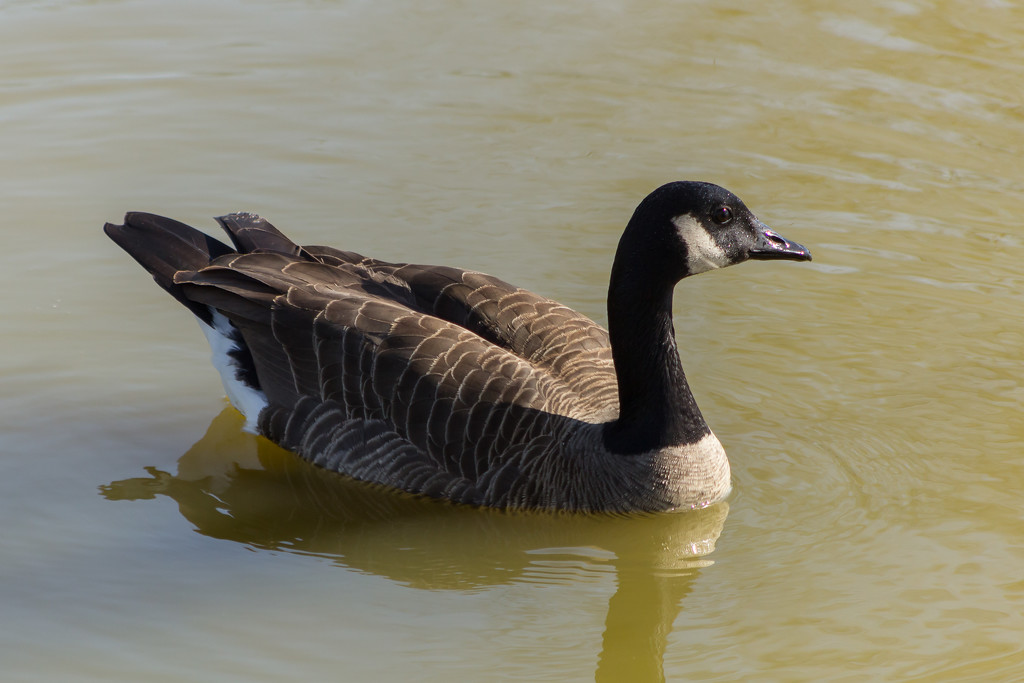 Goose by swchappell