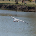 Heron In Flight by swchappell