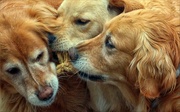 27th Apr 2016 - Three Golden Dogs and One Chew Toy