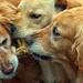 Three Golden Dogs and One Chew Toy by paintdipper