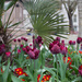 Parliament Square Spring by sarahsthreads