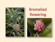 28th Apr 2016 - Bromeliad flowering