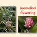 Bromeliad flowering by kerenmcsweeney