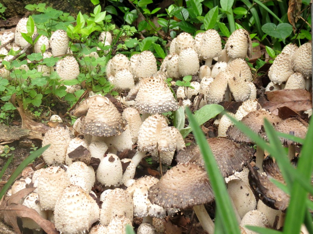 Mushroom Forest by grammyn