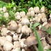 Mushroom Forest by grammyn