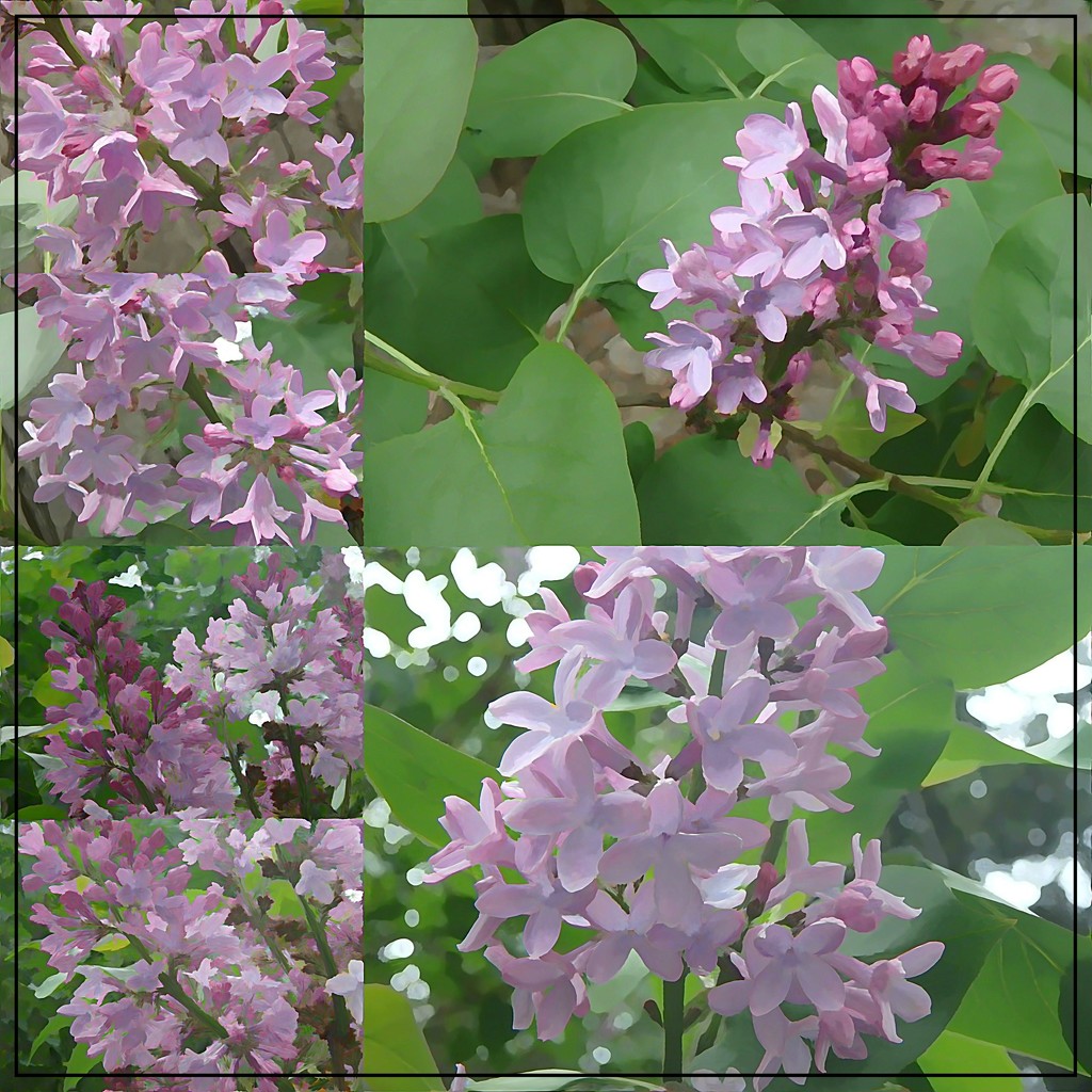 Lilac Collage by olivetreeann