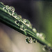 droplets by aecasey