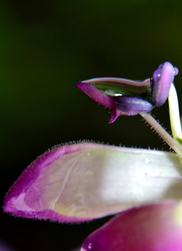 hairy flower by dianeburns