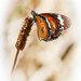Butterfly glory by flyrobin